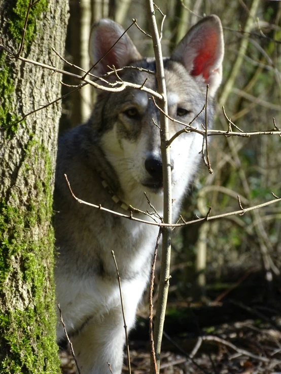 a wolf standing on top of a forest covered in green leafy trees