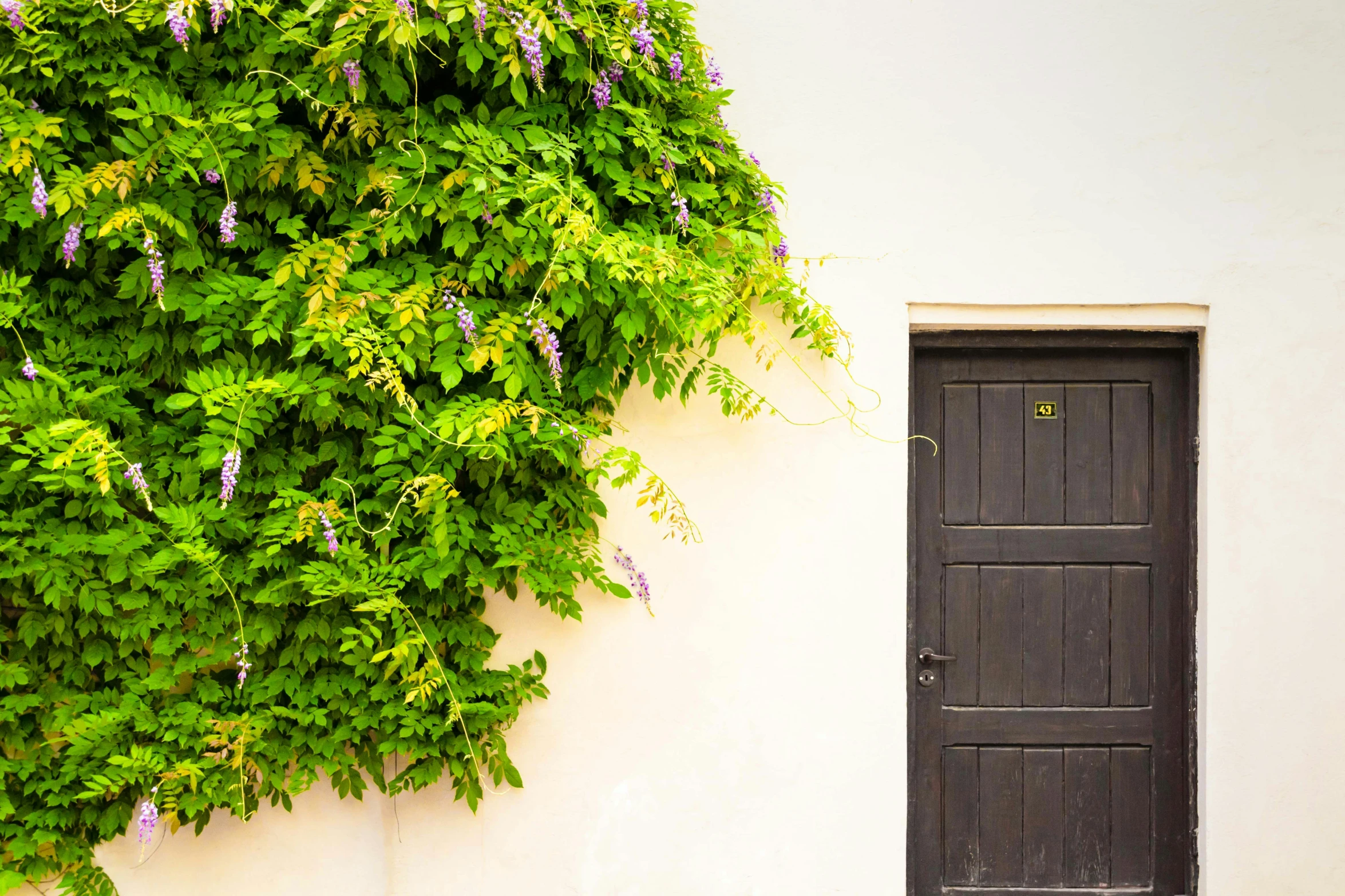 a door in a white house with green plants growing on it