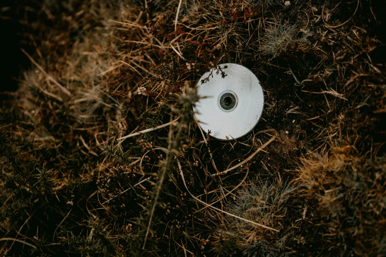 a round object lies in the middle of some brown grass