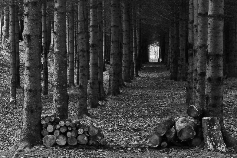 trees line the pathway in a forest, with no one