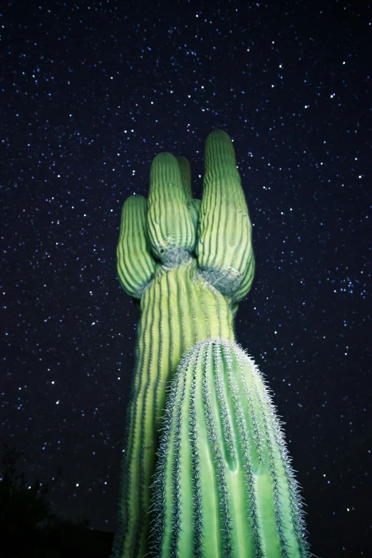 a large green cactus that is standing in the dark