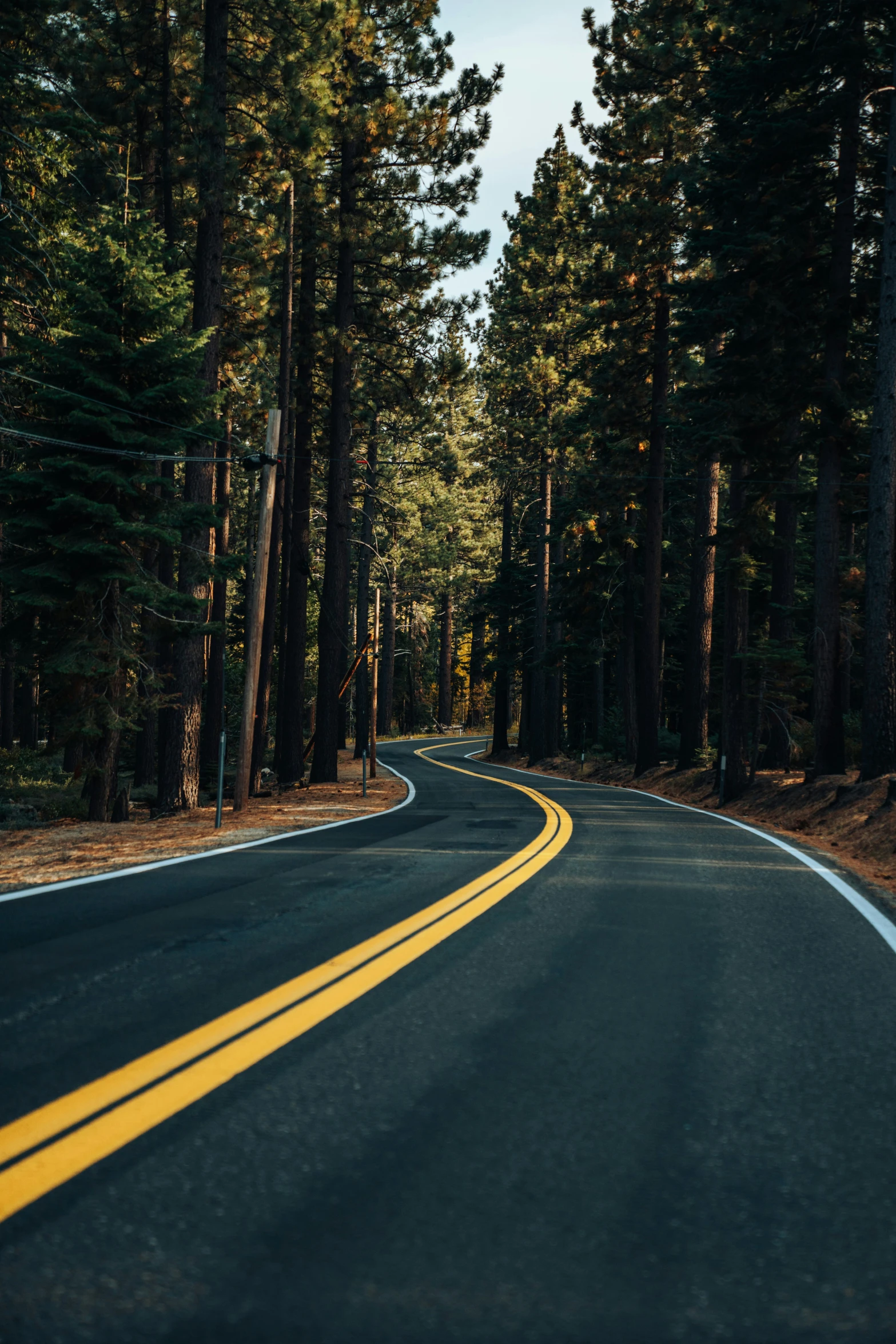 a curved road with several tall trees along side