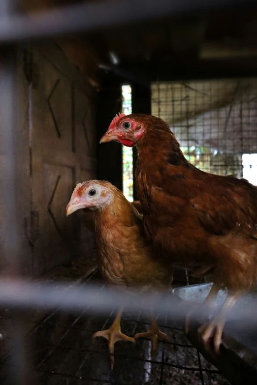 two large birds standing next to each other in a cage