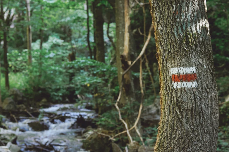 a red and white sticker on a tree near some water