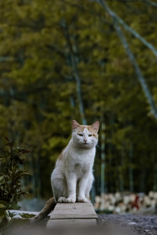 a white and tan cat standing on top of a cement slab