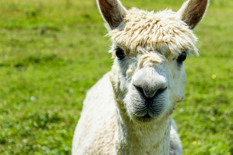 a close up of a white llama on some grass