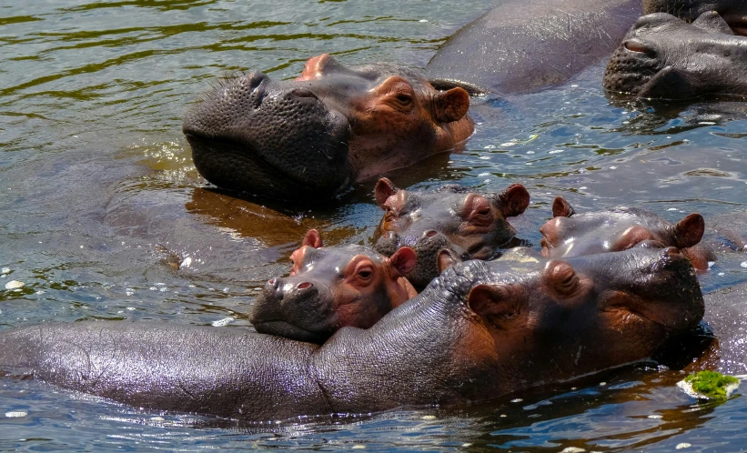 five hippos swimming together in the water