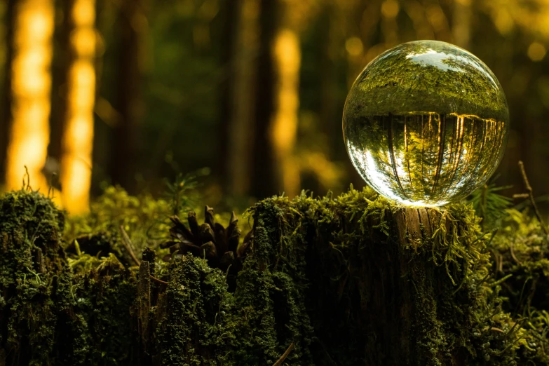 a sphere glass ball on top of a mossy log