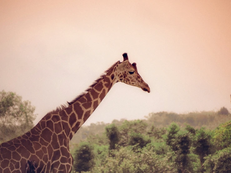 a giraffe standing with trees in the background