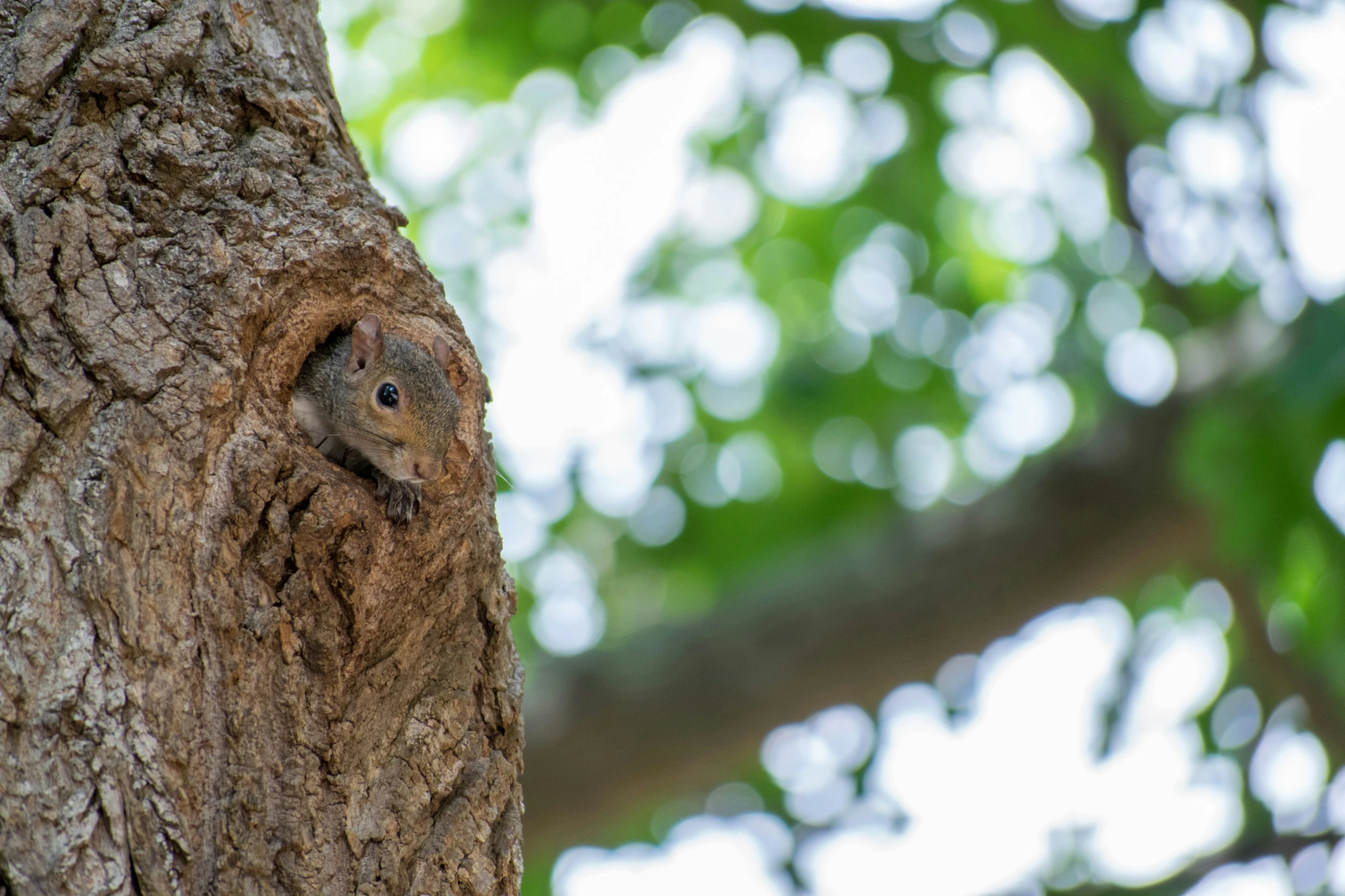 a close up of a small squirrel in a tree