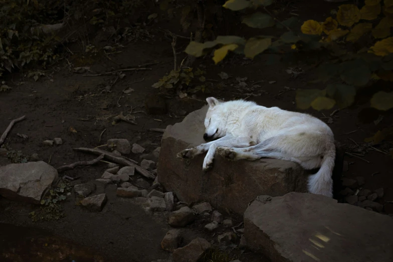 a close up of a white dog lying on a rock