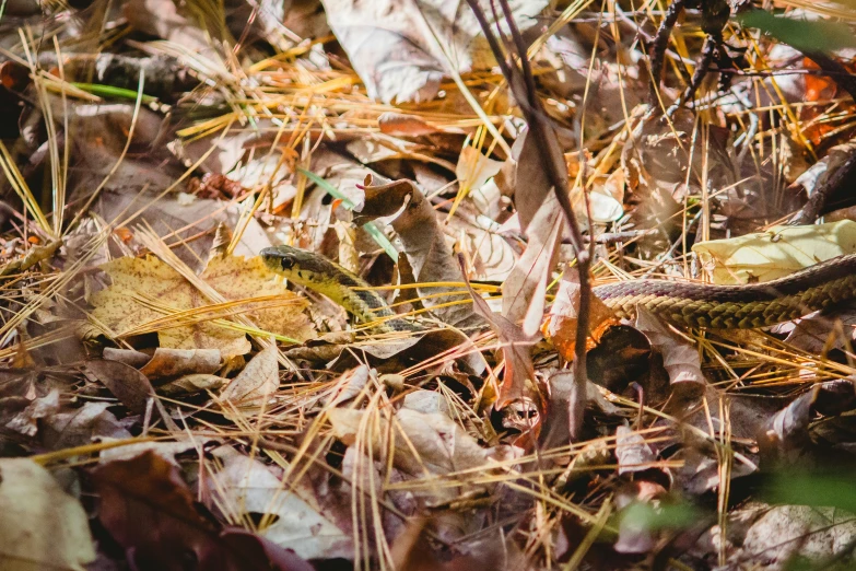 a snake crawling among the brown leaves