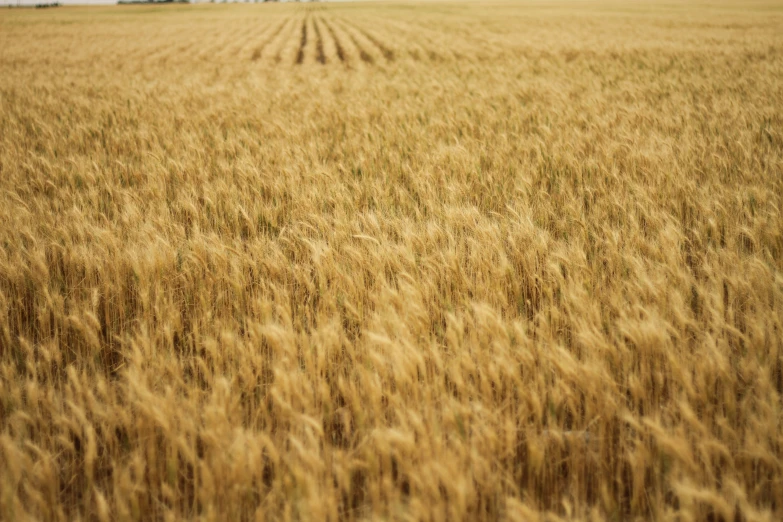 brown crop crops ready to be picked