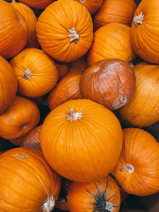 a pile of orange gourds sitting on the ground