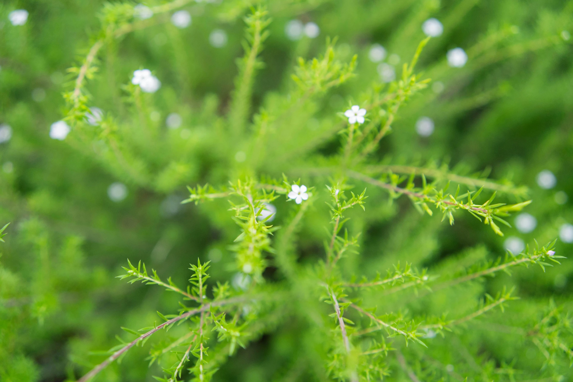 the leaves of a plant that is in the ground