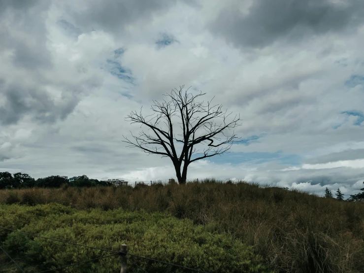 there is a tree with very no leaves in the grass