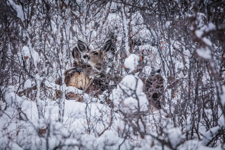 an animal in the woods with some snow