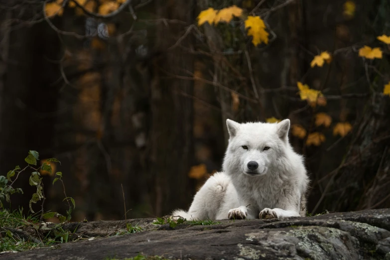 an animal that is sitting down in the grass