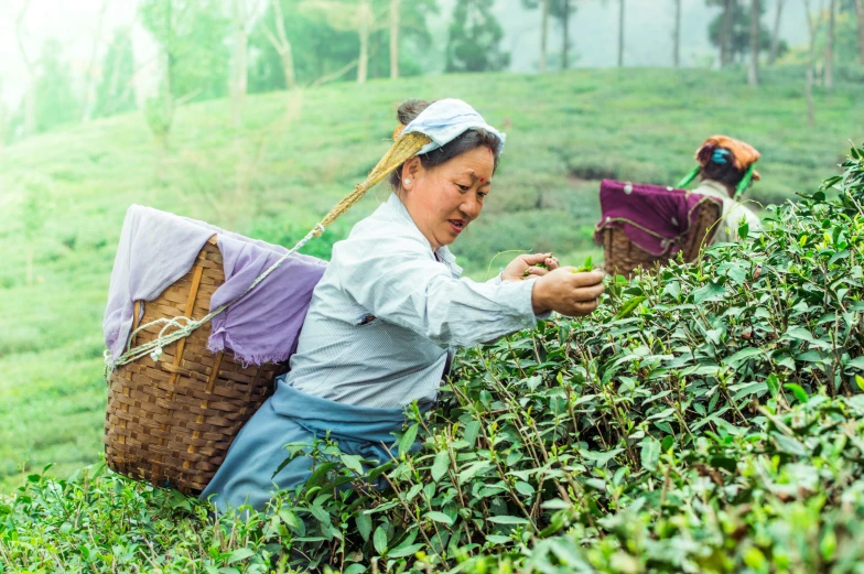 a woman picking tea leaves off the side of a hill