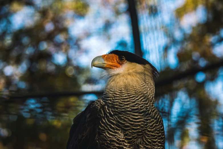 a colorful bird perched on top of a tree