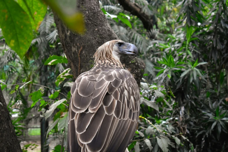 a large bird is perched on a tree nch