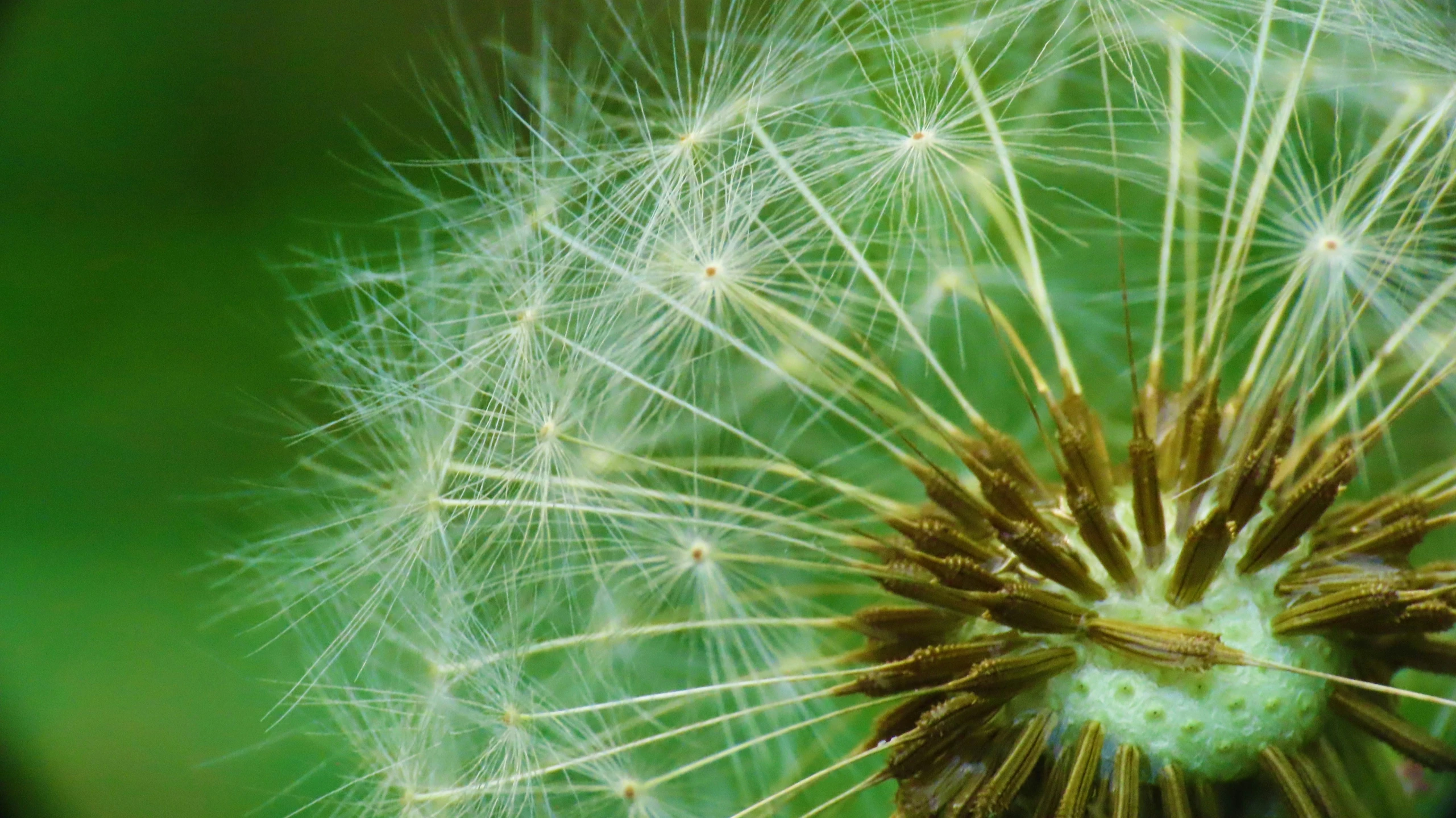 a dandelion that has some seeds growing on it