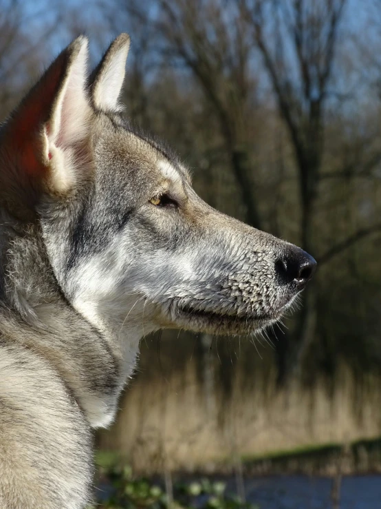 a wolf stands with his head turned to the right