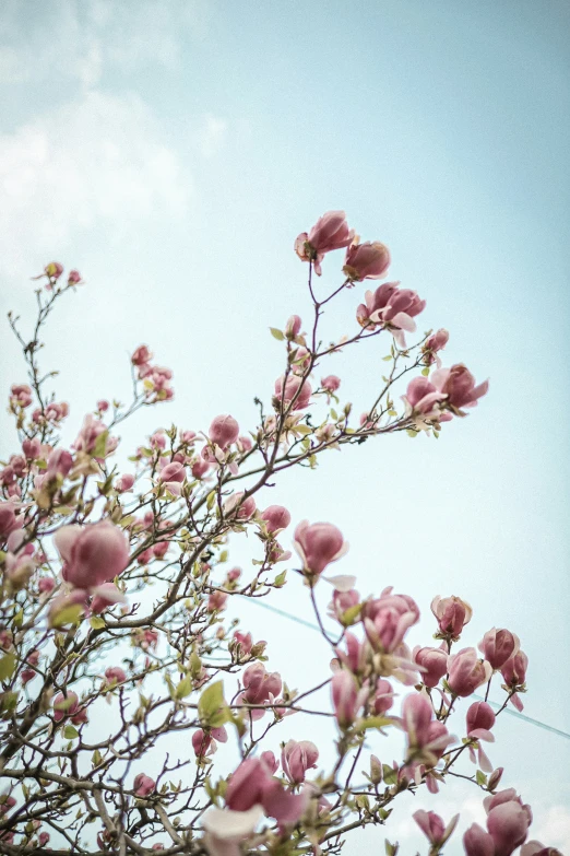 trees are blooming with bright pink blossoms