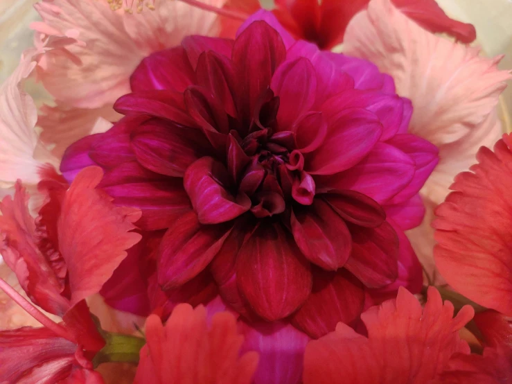 a large, purple flower with pink petals