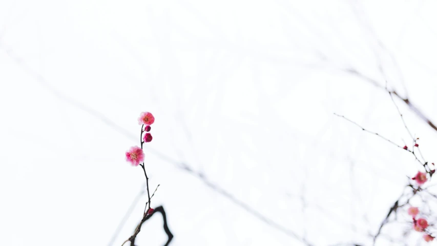 a tree with leaves in a cloudy area