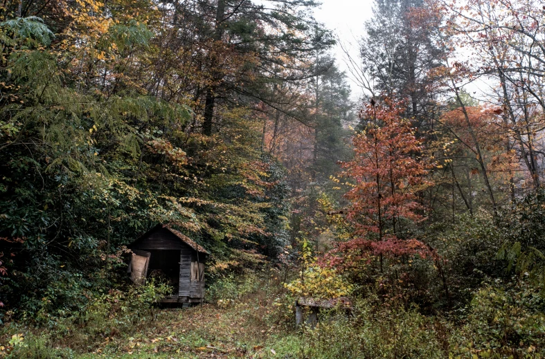 a wooden building sitting in the middle of a forest