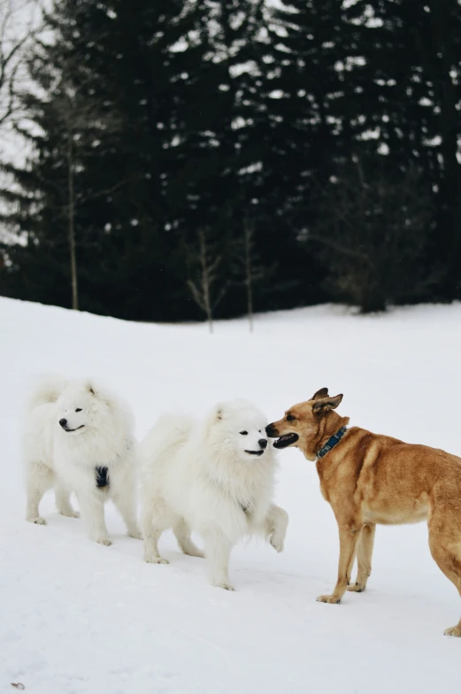 three dogs that are playing in the snow