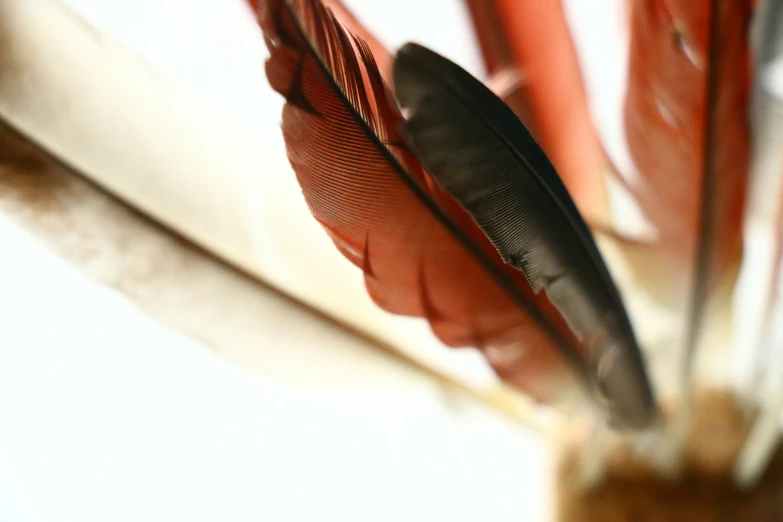 a cup that has some red and brown feathers