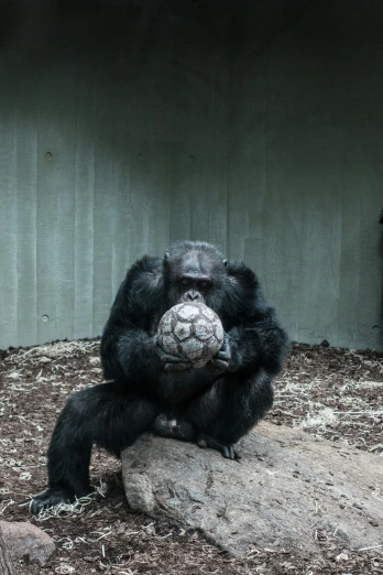 an adult gorilla sits down with his front paws on a rock
