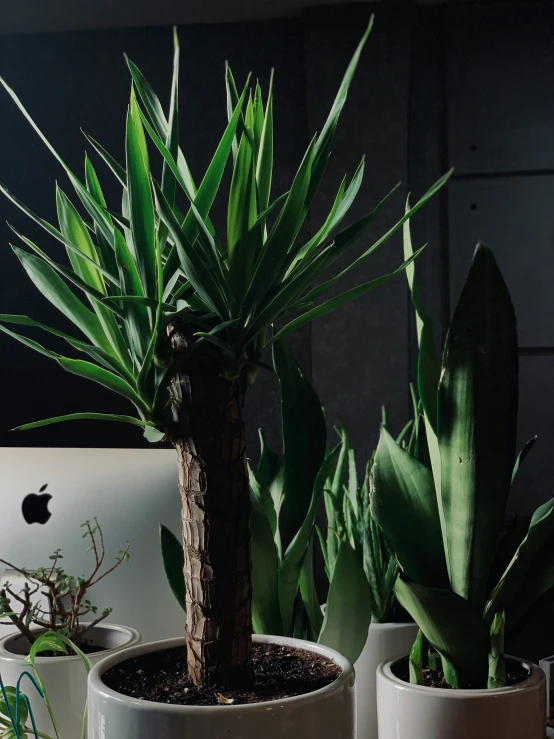 there is an image of a potted plant on the computer desk