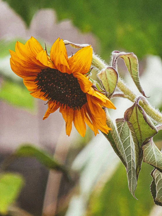 a yellow sunflower blooming by a green garden