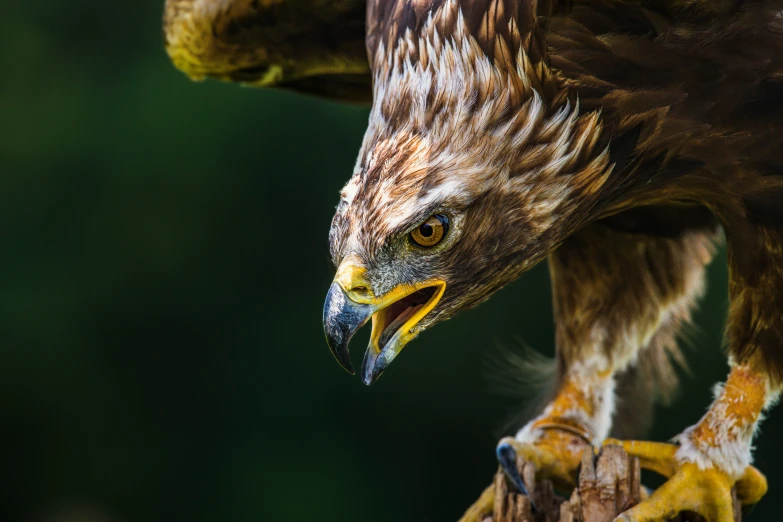 a very pretty brown eagle with a big bright beak