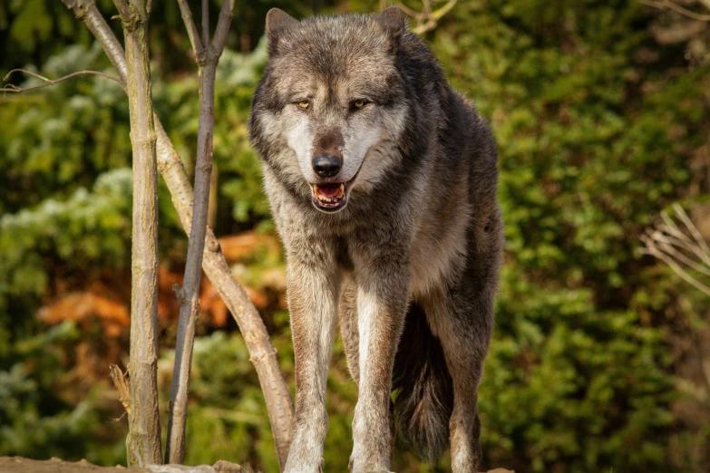 the gray wolf is standing in front of the trees