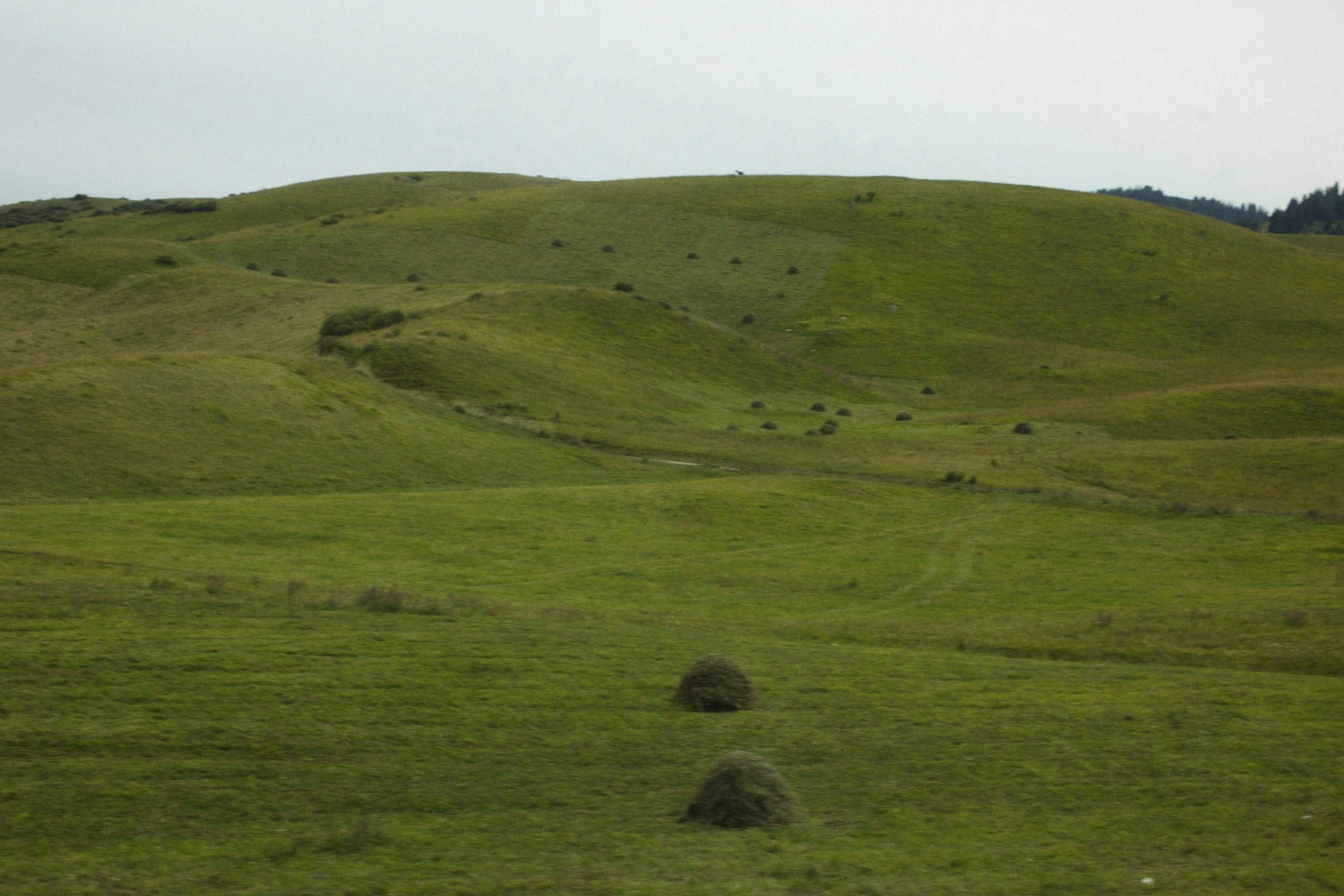 a horse grazes on a grass covered hillside