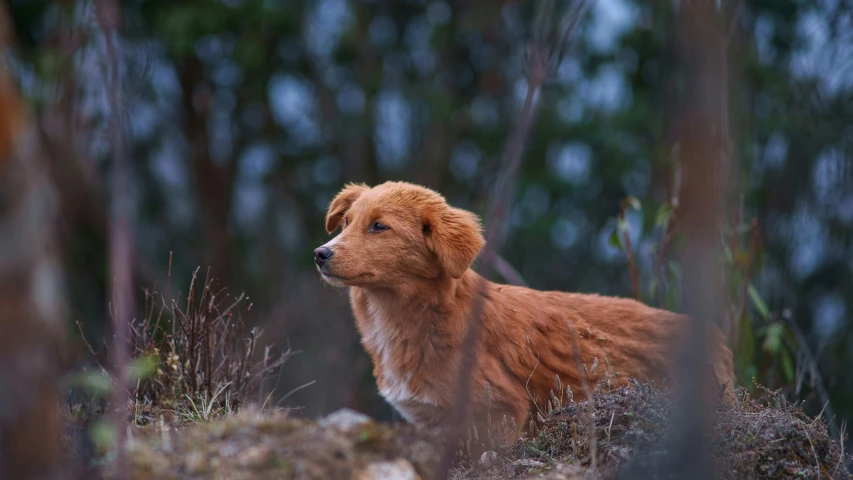 a small dog that is standing in the grass