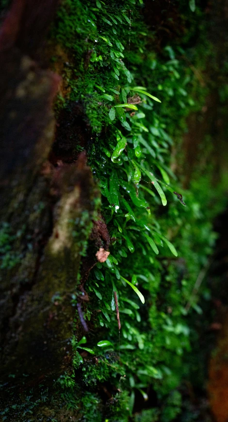 a green mossy wall with very tiny leaves