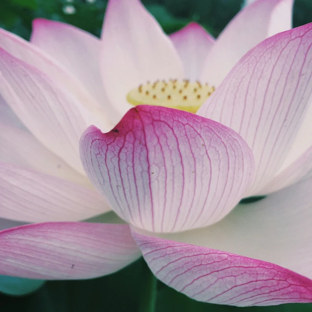 a large pink flower with lots of white petals