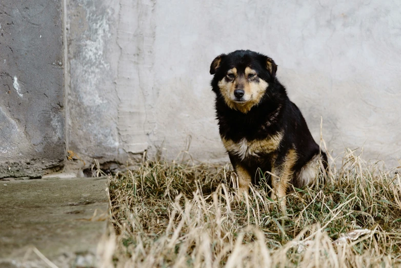 a brown and black dog sitting in the grass