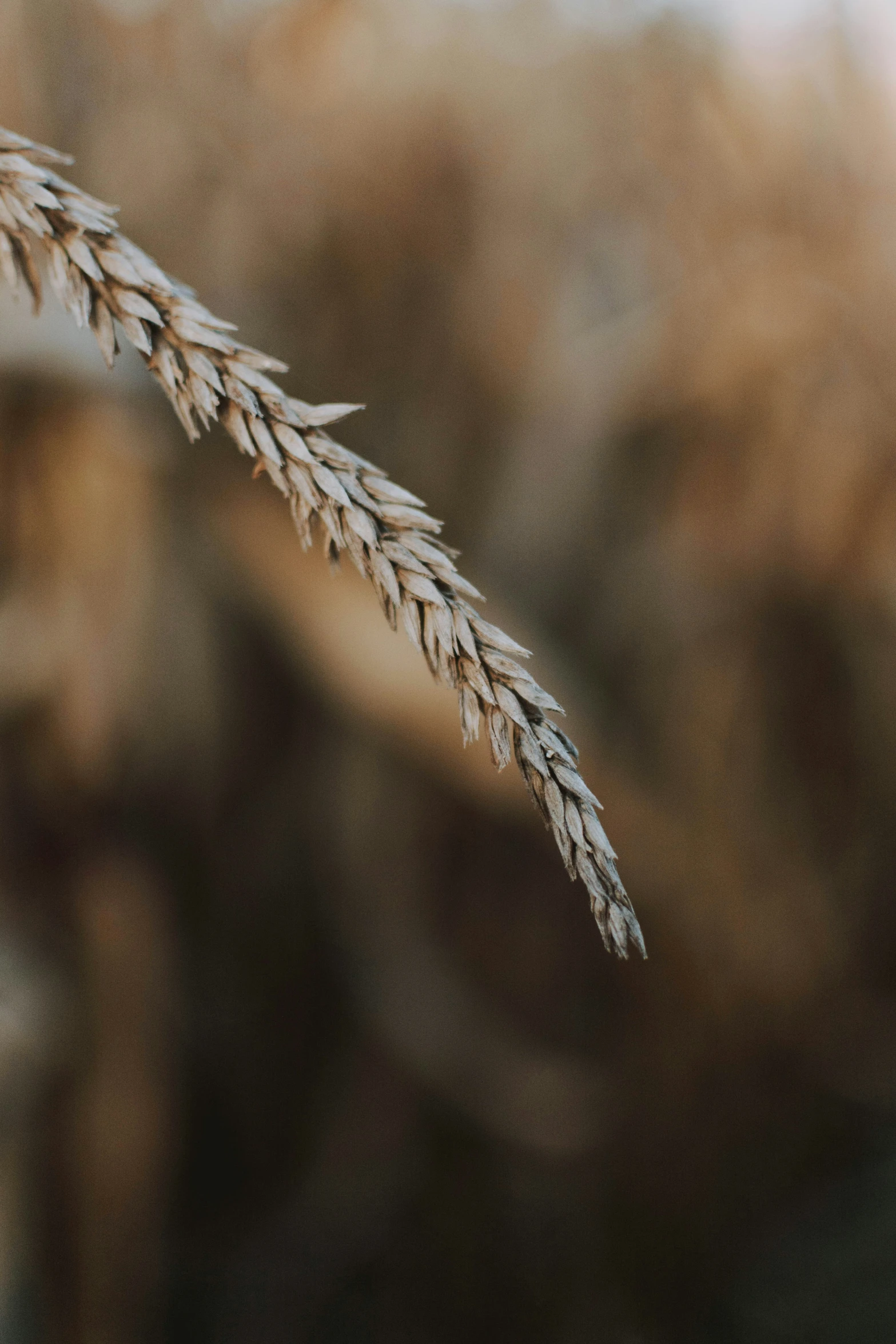 a close up s of a plant with long leaves