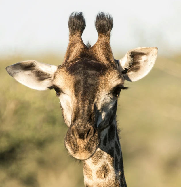 a close up picture of a giraffes face