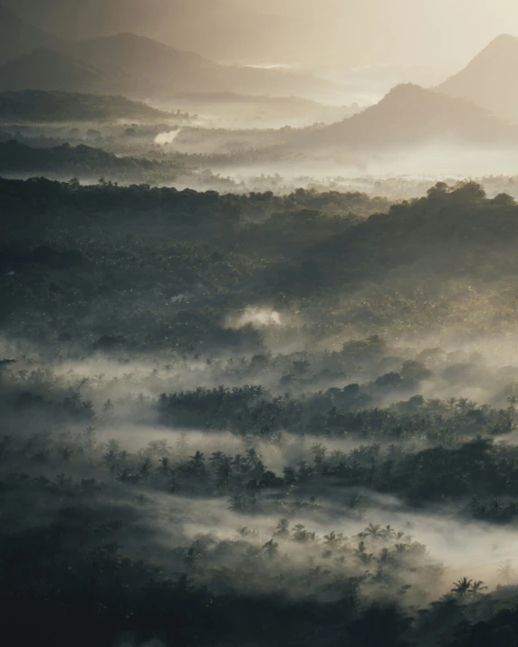 mist over a forested hillside in the sunlight