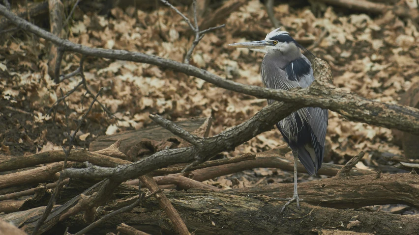 a large bird standing on a tree nch