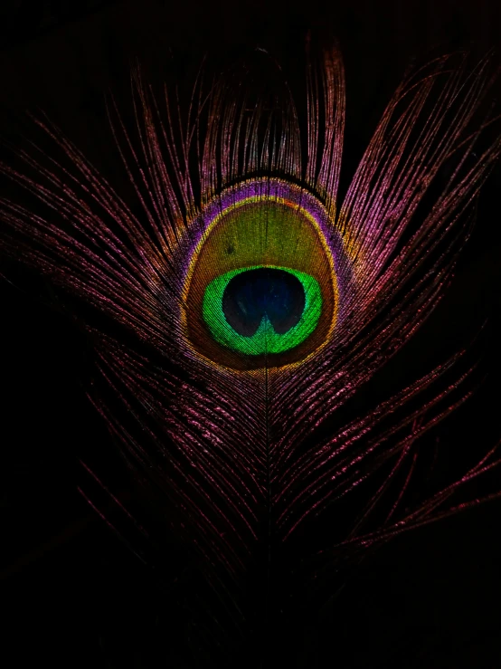 the tail end of a bird in a dark area