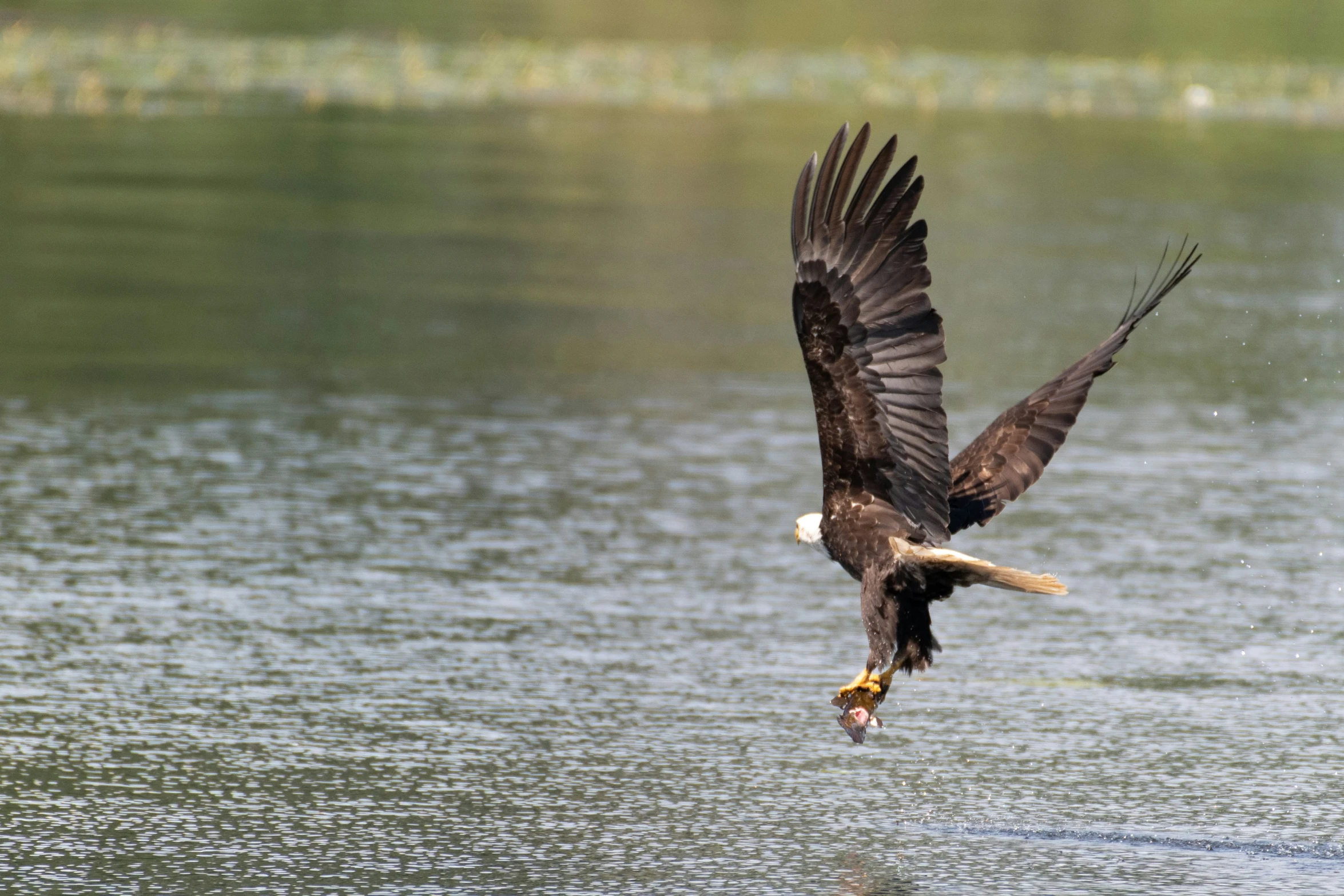 an eagle is flying over a body of water