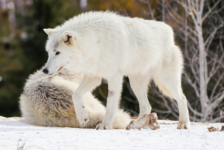 an adult wolf licking another adult wolf's fur